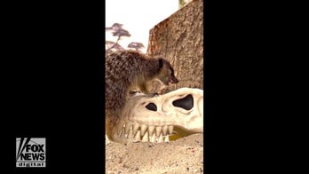 Meerkats play with fake dinosaur skulls at wildlife park