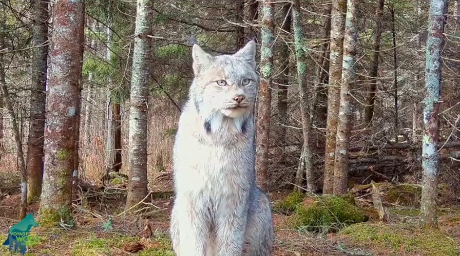 Giant lynx spotted in close-up on wolf trail camera