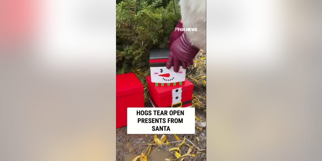 HAPPY HOG-IDAYS: Guinea hogs open presents from Santa