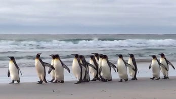 Penguins spotted waddling down beach on World Penguin Day