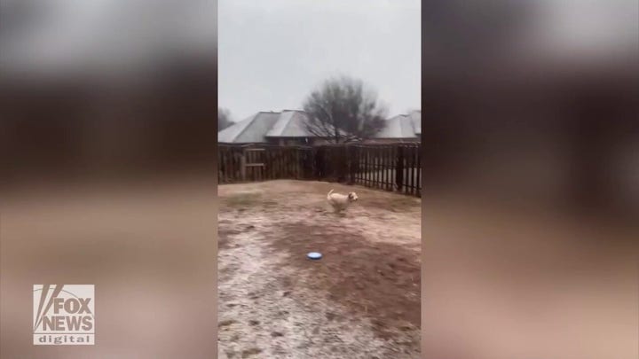  Dog enjoys Oklahoma's wintry weather