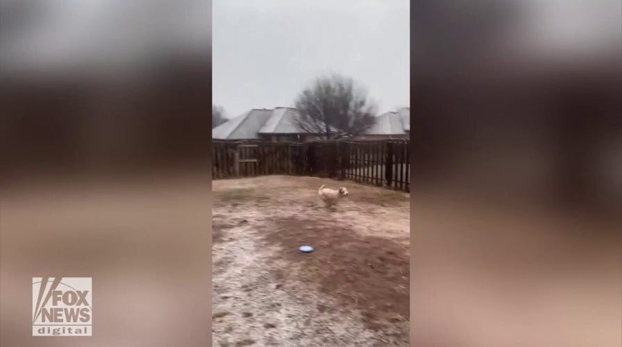  Dog enjoys Oklahoma's wintry weather