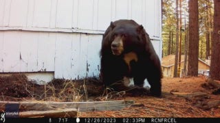 California man chases bear from crawl space with paintball gun - Fox News