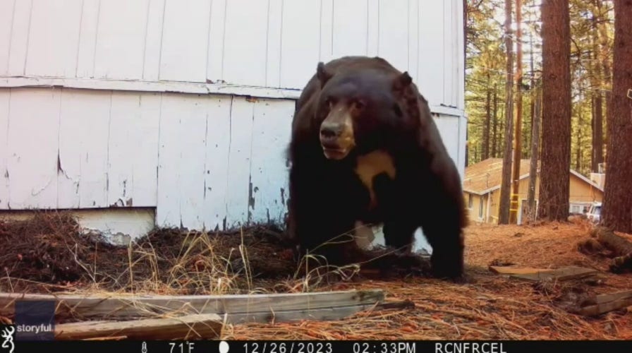 California man chases bear from crawl space with paintball gun