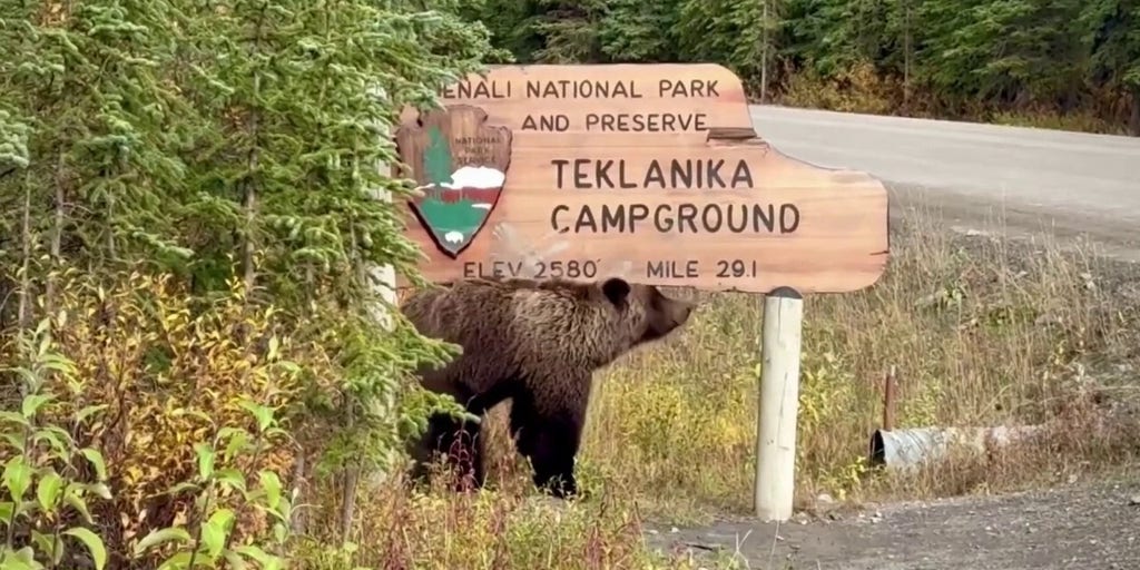 Bear scratches head and back on sign outside Denali National Park in Alaska