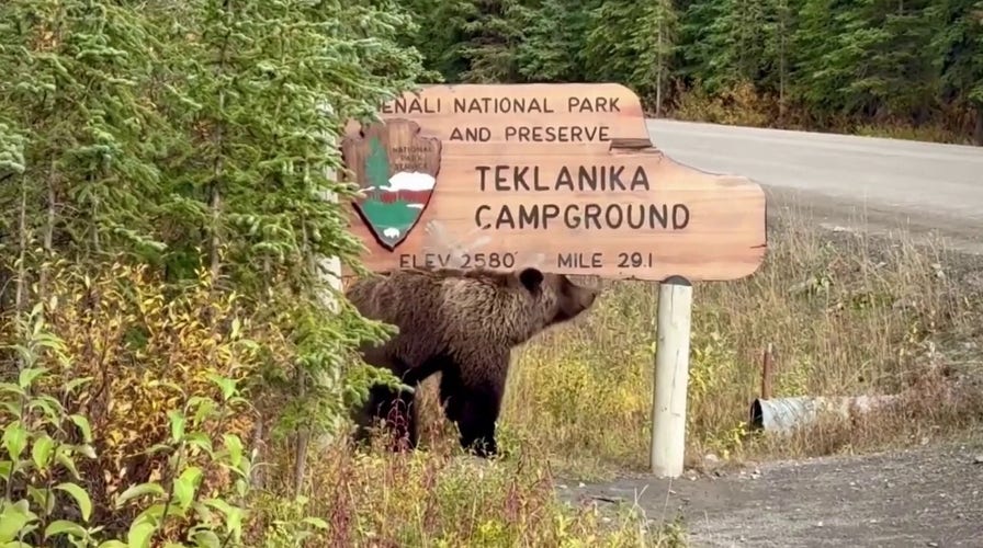 Bear scratches head and back on sign outside Denali National Park in Alaska