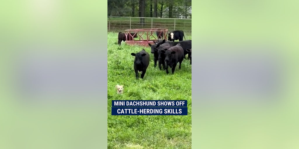 Mini dachshund shows off cattle-herding skills