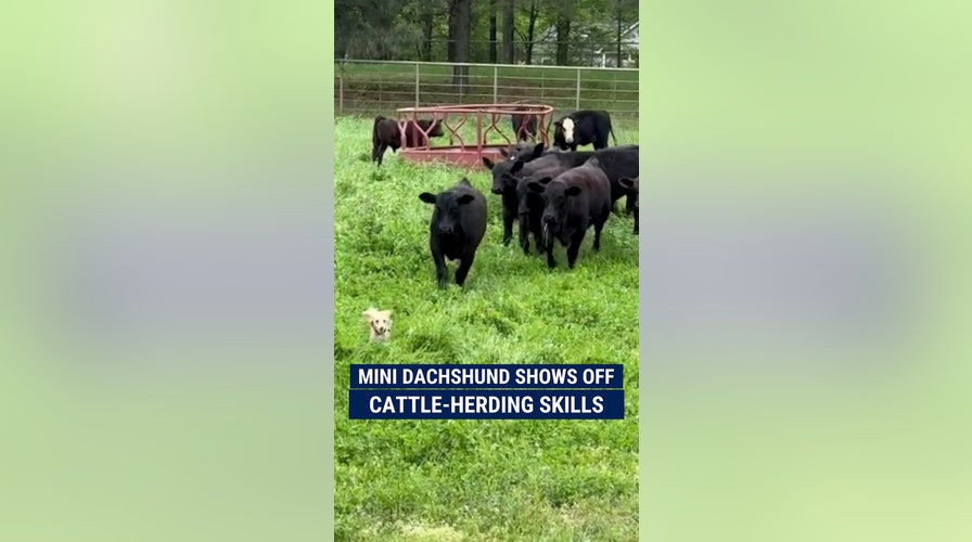 Mini dachshund shows off cattle-herding skills