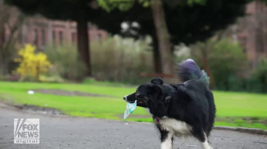 This 5-year-old dog is trained to pick up trash: See the adorable video!