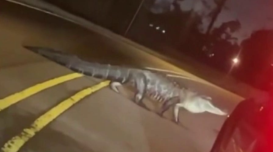 Huge Louisiana alligator strolls across street