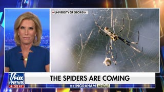 These spiders will get ‘almost as big as your palm’: Andy Davis - Fox News