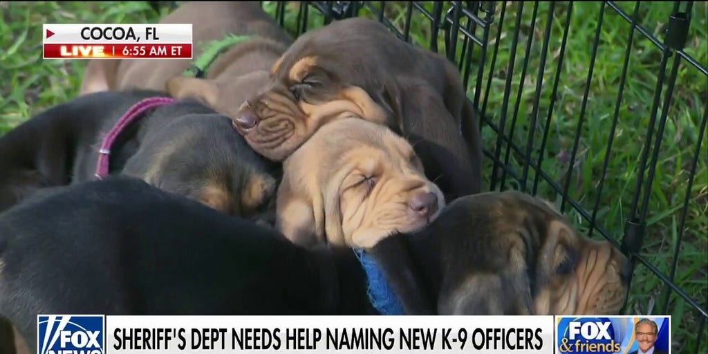 Florida Sheriff's Office Asks For Help Naming New K-9 Puppies | Fox ...