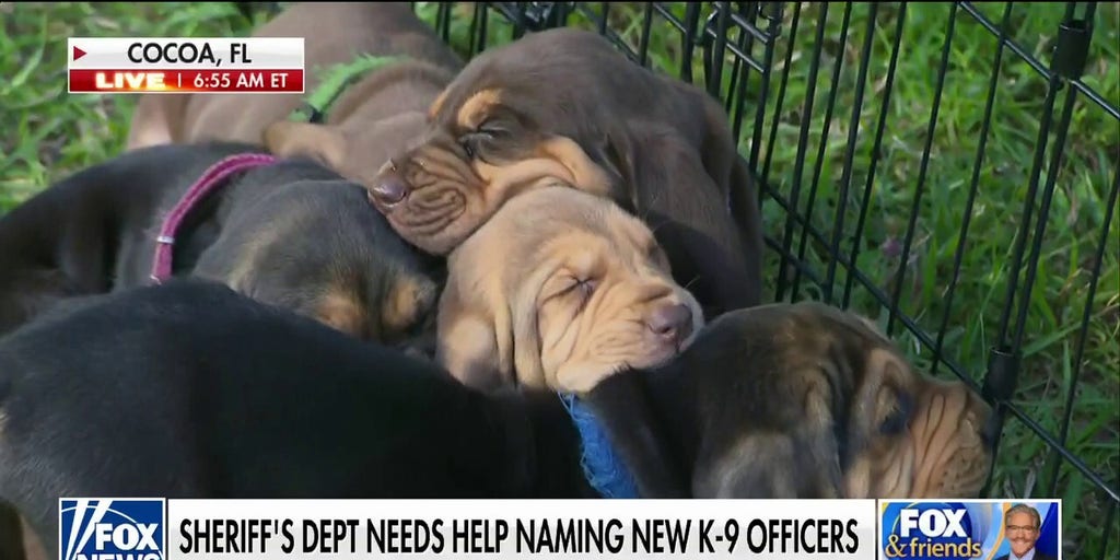 Florida Sheriff's office asks for help naming new K-9 puppies | Fox News Video