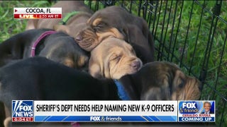 Florida Sheriff's office asks for help naming new K-9 puppies - Fox News
