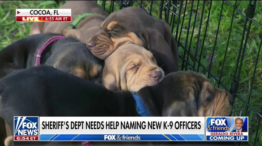 Florida Sheriff's office asks for help naming new K-9 puppies