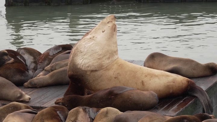 Massive 2,000-pound ‘Chonkers’ the sea lion dwarfs others at San Francisco pier