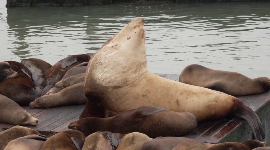 Massive 2,000-pound ‘Chonkers’ the sea lion dwarfs others at San Francisco pier