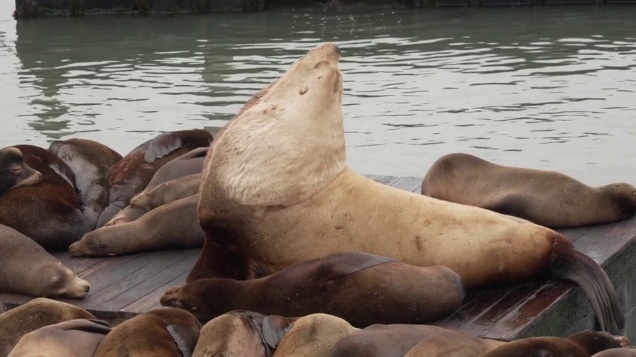 Massive 2,000-pound ‘Chonkers’ the sea lion dwarfs others at San Francisco pier
