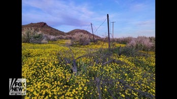 Rare California superbloom caught on video: See the stunning views