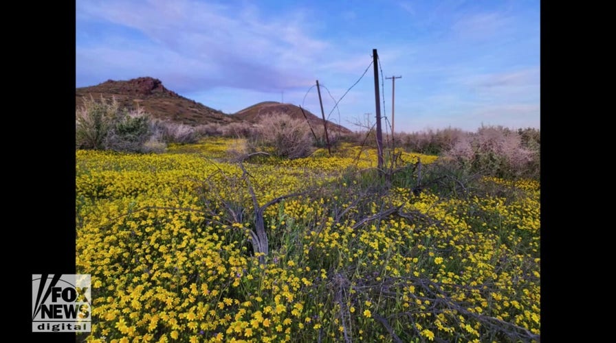 Rare California superbloom caught on video: See the stunning views
