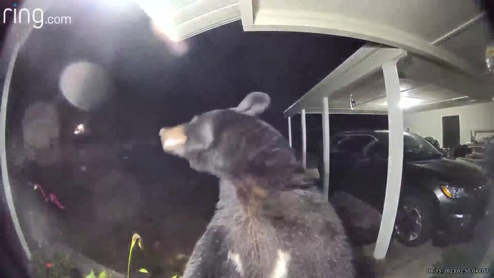 Florida woman woken up by bear setting off doorbell alert