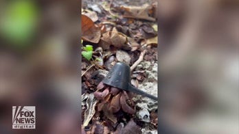 JUST ONE SCOOP! Hermit crab uses plastic scooper as its shell — check it out!