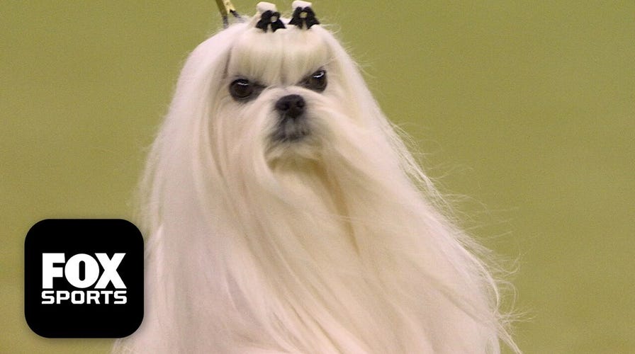 The Toy Group 🐕 2026 Westminster Dog Show