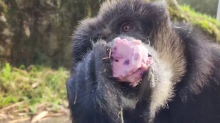Dudlee the siamang, a type of gibbon, celebrates her 29th birthday in Washington - Fox News