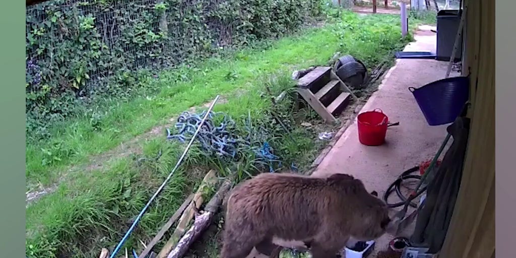 Escaped bears discovered eating 'week's worth of honey'