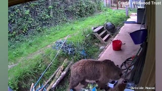 Escaped bears discovered eating 'week's worth of honey'
