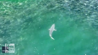 Shark hunts fish in shocking drone video - Fox News