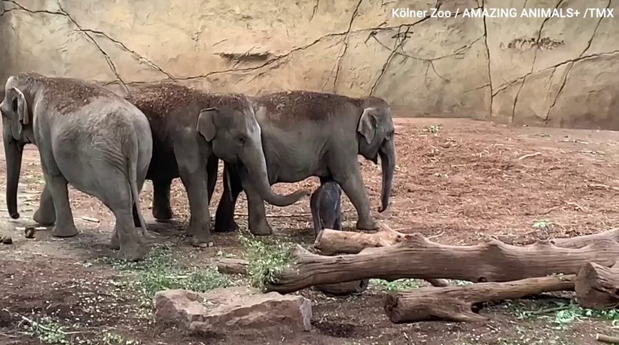 Zoo welcomes baby elephant - see the adorable video! 