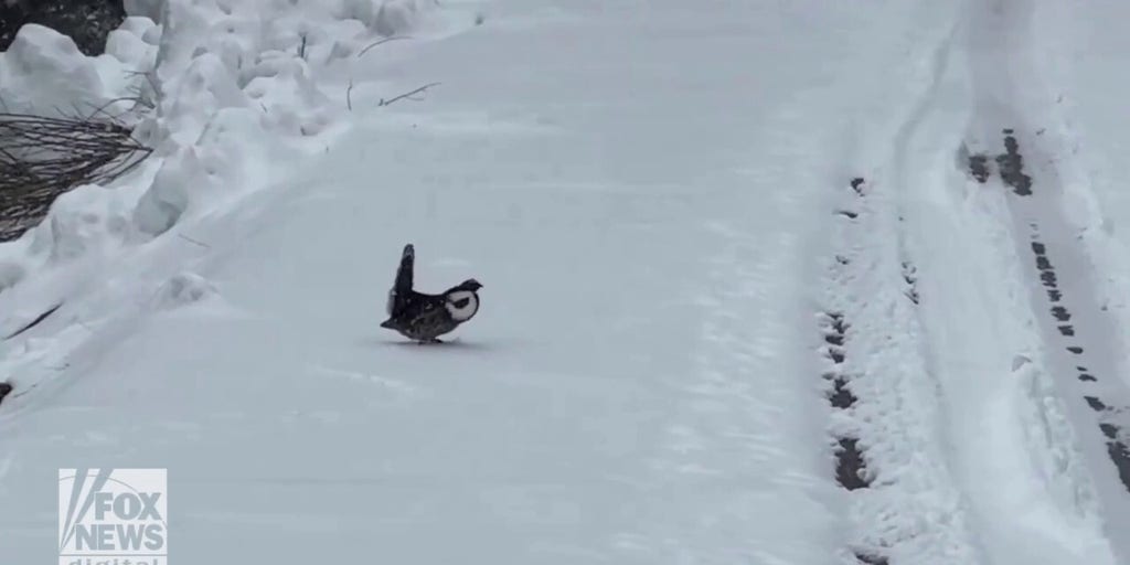Ducky grouse seen walking along Independence Pass in Colorado