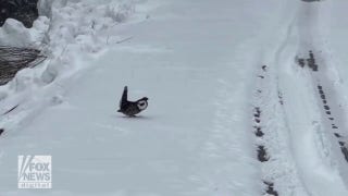 Ducky grouse seen walking along Independence Pass in Colorado - Fox News