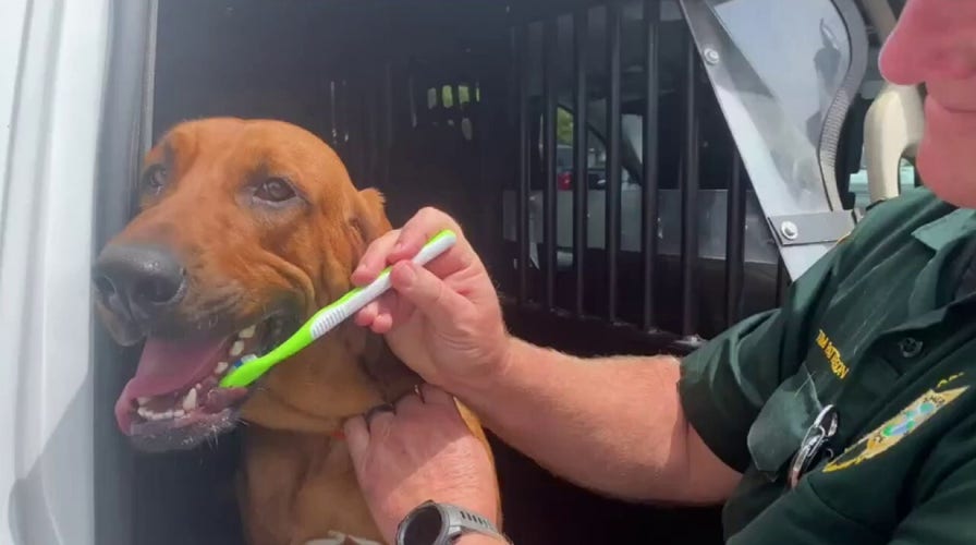 K9 gets minty fresh for meet-and-greet with fans in Florida