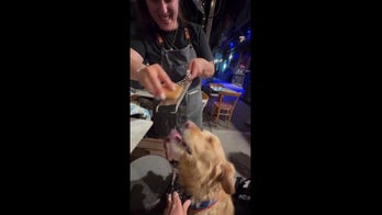 Viral video shows waitress grating pecorino straight into eager dog's waiting mouth