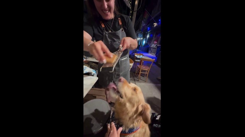 Viral video shows waitress grating pecorino straight into eager dog's waiting mouth