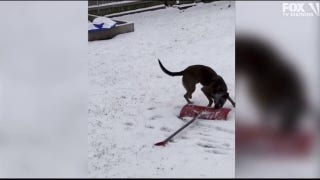 Dog attempts to shovel snow in Vermont - Fox News
