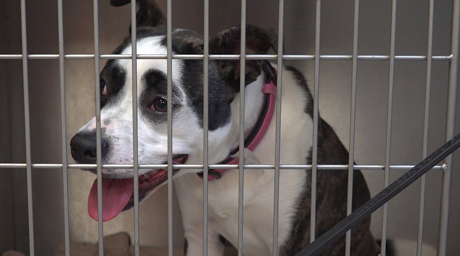 Woman finds heartbreaking poem with shelter dog's paperwork: 'I come with baggage' | Fox News Woman finds heartbreaking poem with shelter dog's paperwork: 'I come with baggage' | Fox News