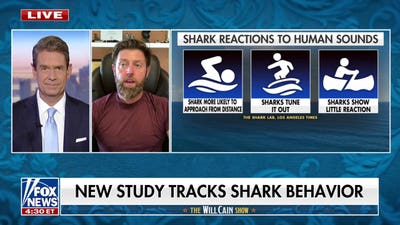 Rare species expert reveals which underwater moves could attract sharks
