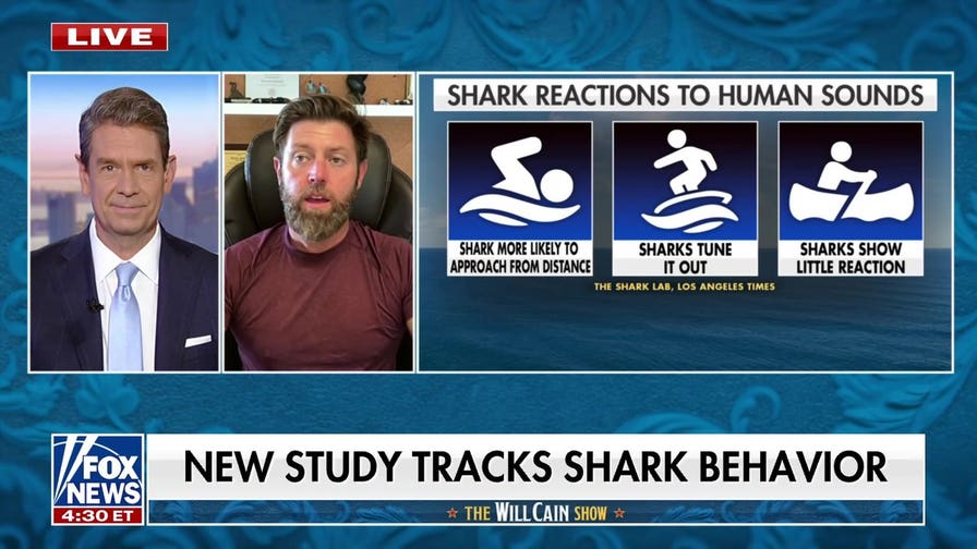 Rare species expert reveals which underwater moves could attract sharks