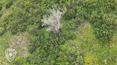 Officials locate a brown bear after reports of a sudden attack near Anchorage, Alaska