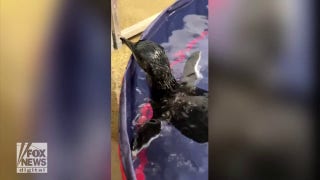 Cincinnati Zoo's baby penguin takes its first swimming lesson - Fox News