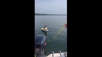 3-year-old pug loves kneeboarding on the lake
