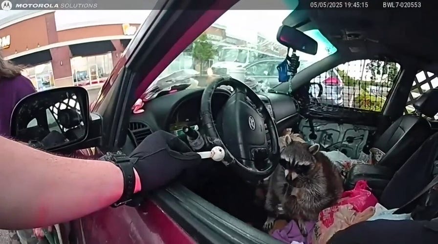 Pet raccoon caught with meth pipe in its mouth
