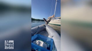 Cat takes a flying leap out of a boat — makes a splash! - Fox News