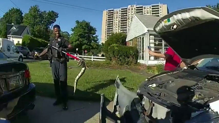 Police dismantle part of New Jersey woman's car to rescue 3-foot python