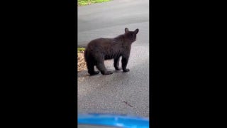 Young bear caught on video waiting at Tennessee stop sign - Fox News