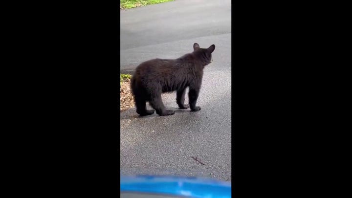 Young bear caught on video waiting at Tennessee stop sign