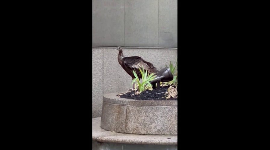 New Yorkers spot wild turkey in Midtown Manhattan